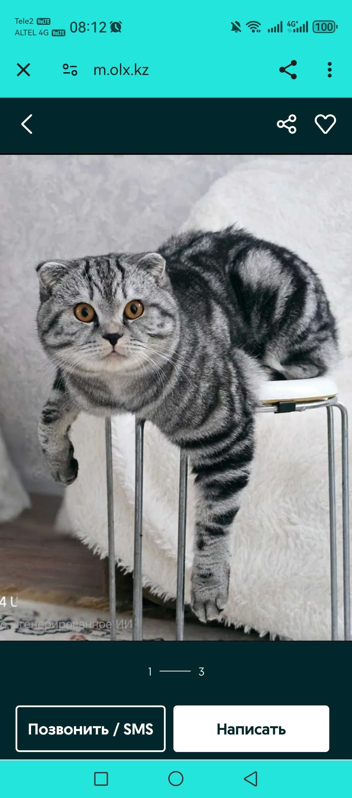 Шотландский вислоухий кот вязка.