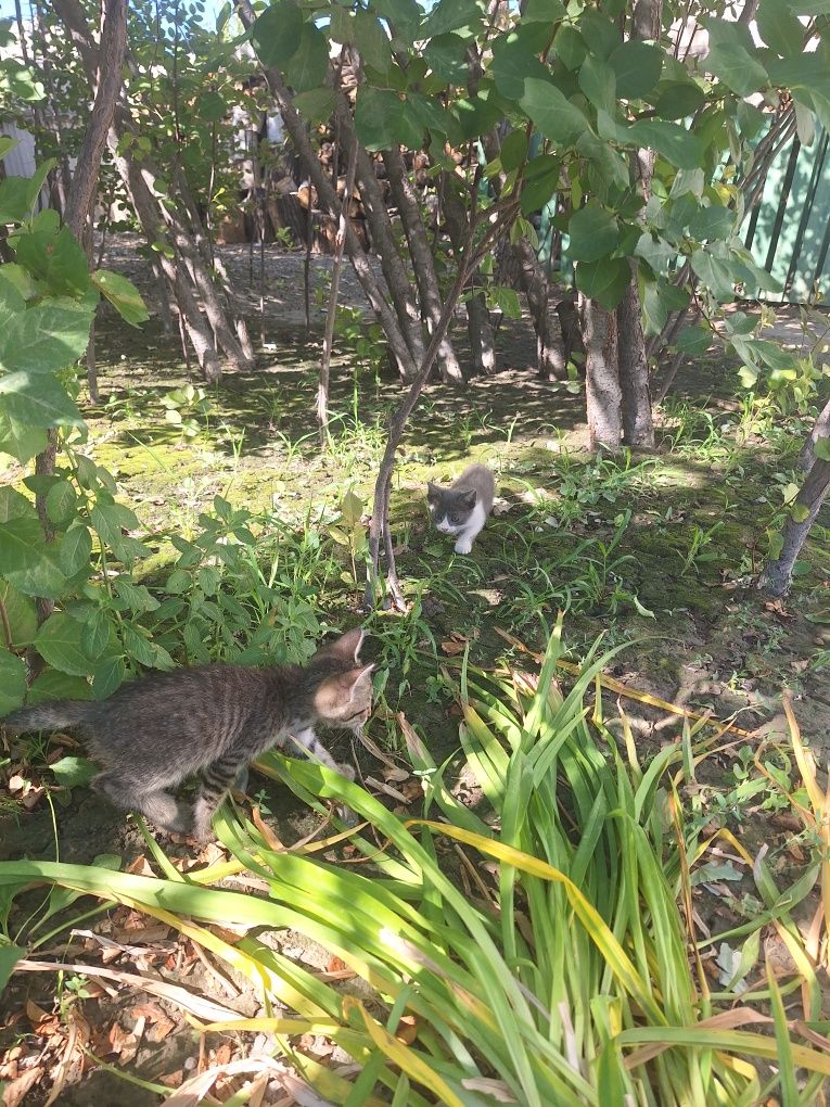 Котята.  Отдам в хорошие руки.