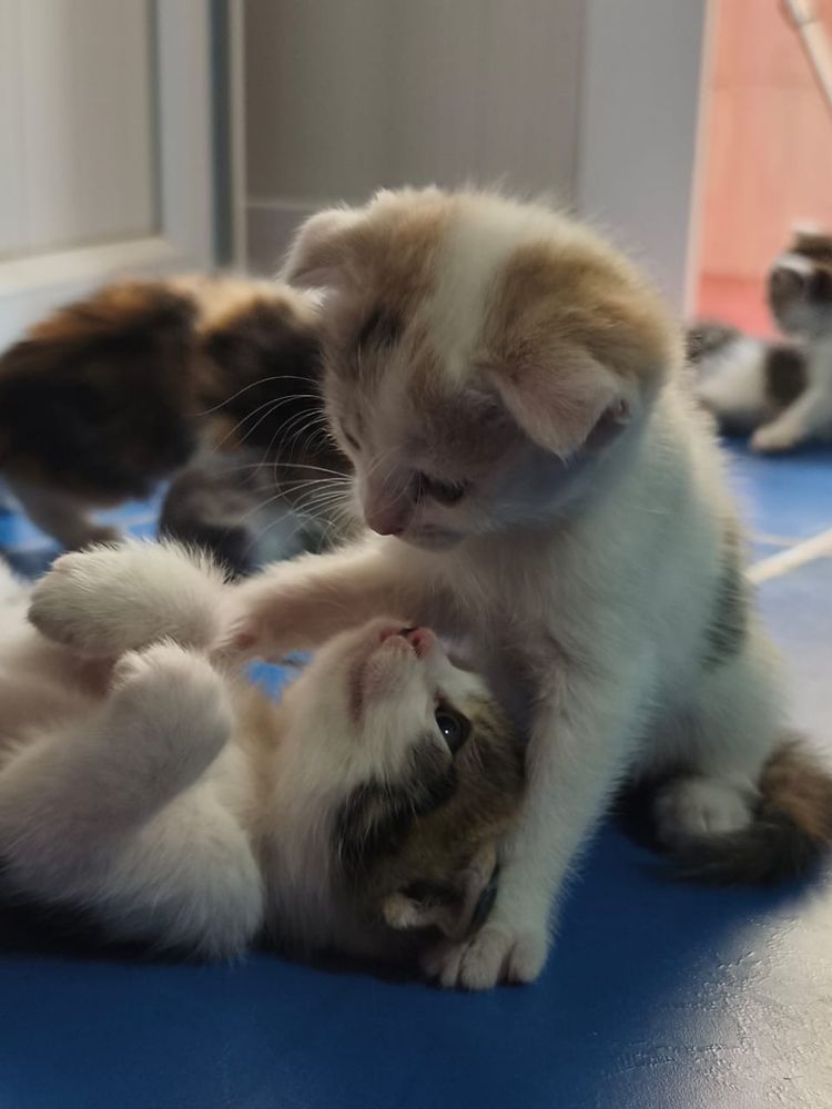 Котята 4 вислоухие . Мать чистая отец нет