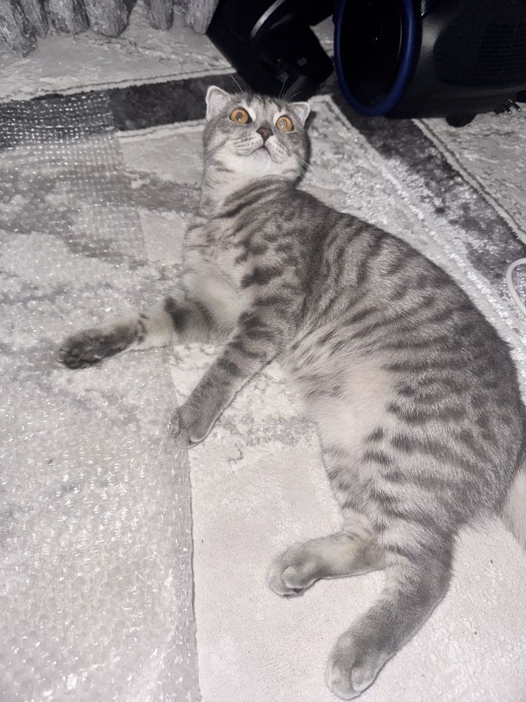 Есть кошка девочка