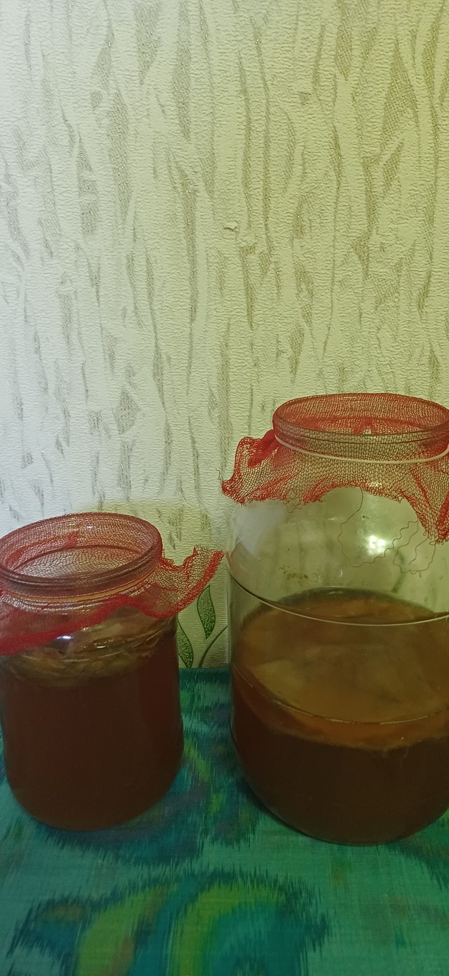 Чайный гриб камбуча