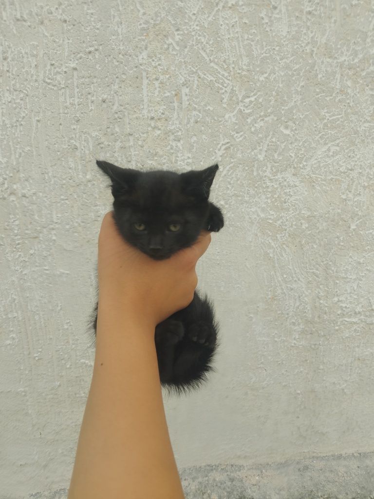 Кошки и кот 2 кота и кошки
