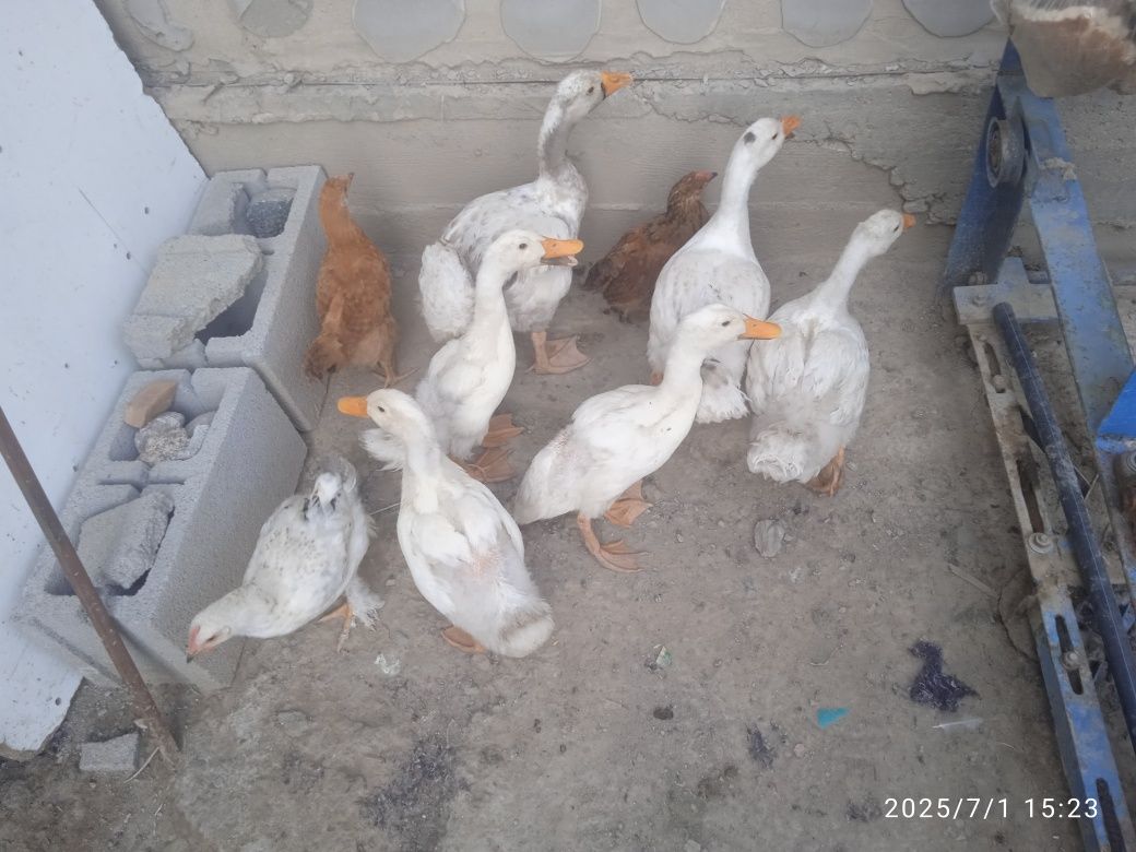 Продам гусьи и уток и курицу