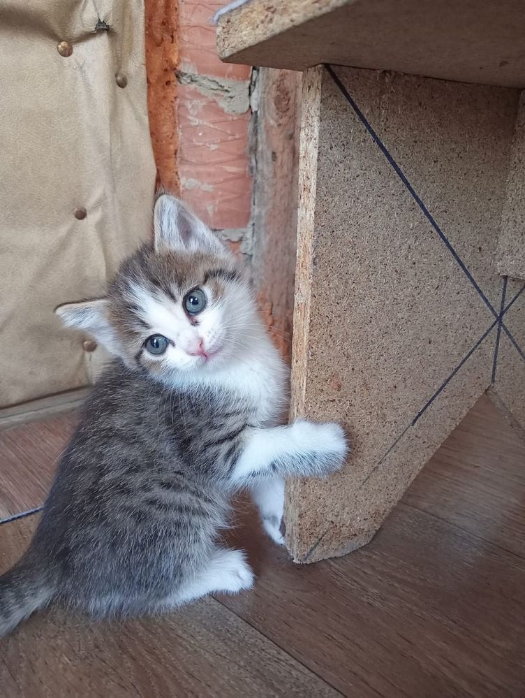 Отдам котят в отвественные руки!