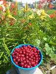 Продам вишню крупную дачную