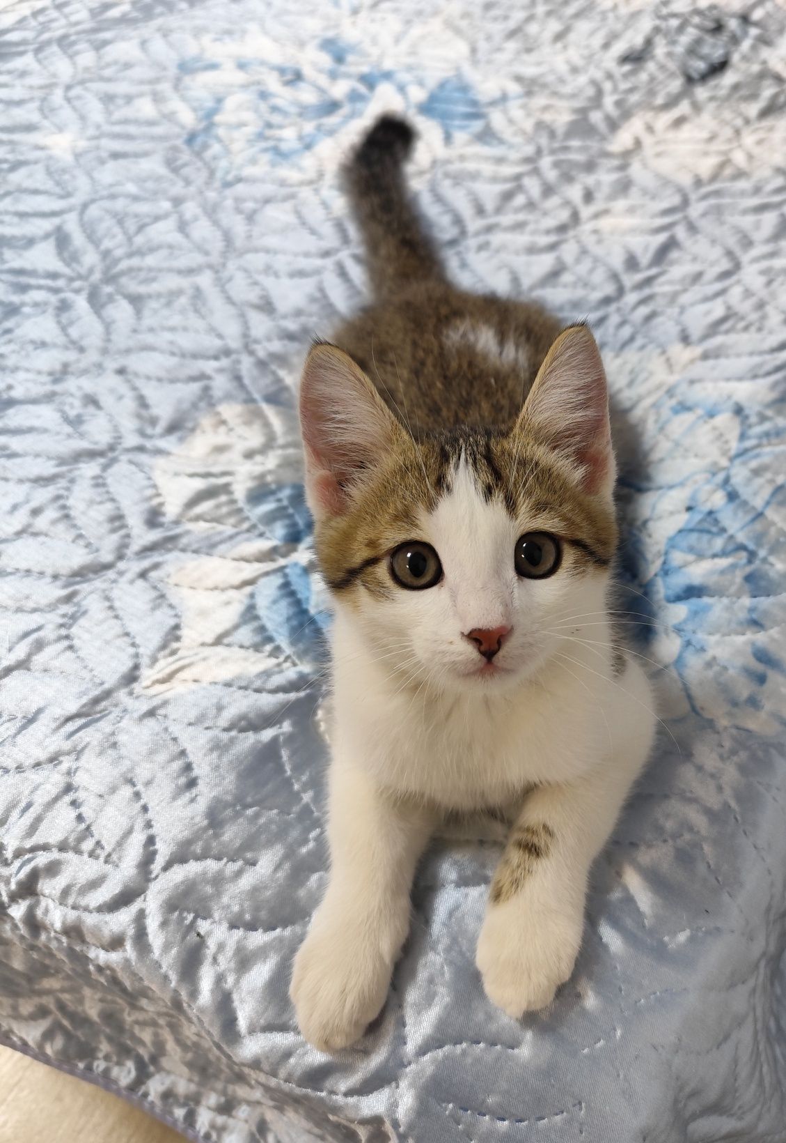 Отдам даром котенка
