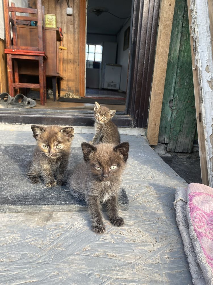 Отдам котят в хорошие руки
