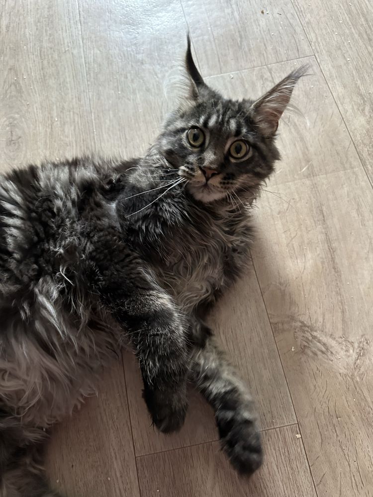Мальчик котенок мейнкун