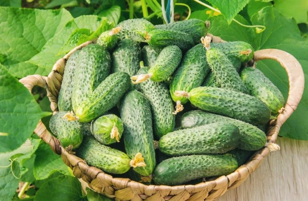 Продам домашние огурцы