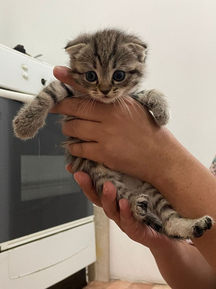 Продаю котенки шотланцкий