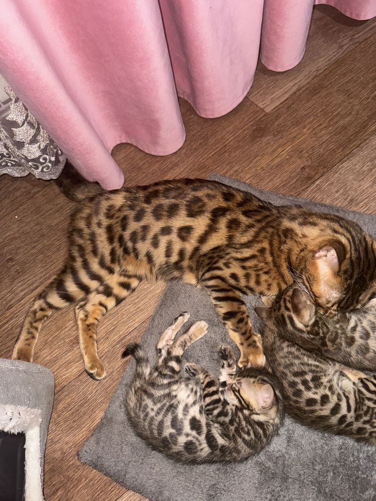 Продаются котята бенгальские, бенгалы