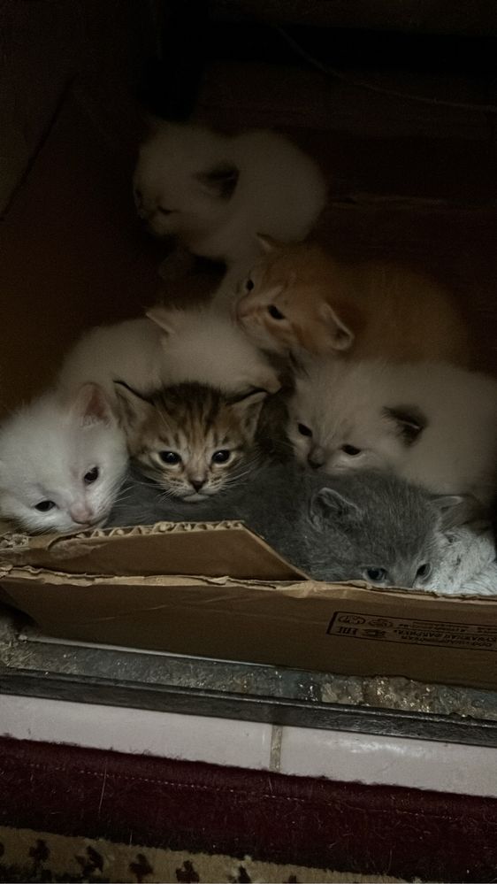 Отдам котят в хорошие руки