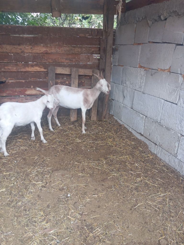 Продам козу с козленком