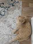 Отдам шотландский вислоухую кошку