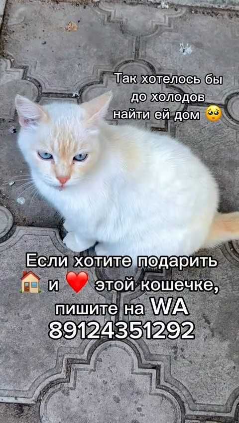 Красивой кошечке нужен дом!