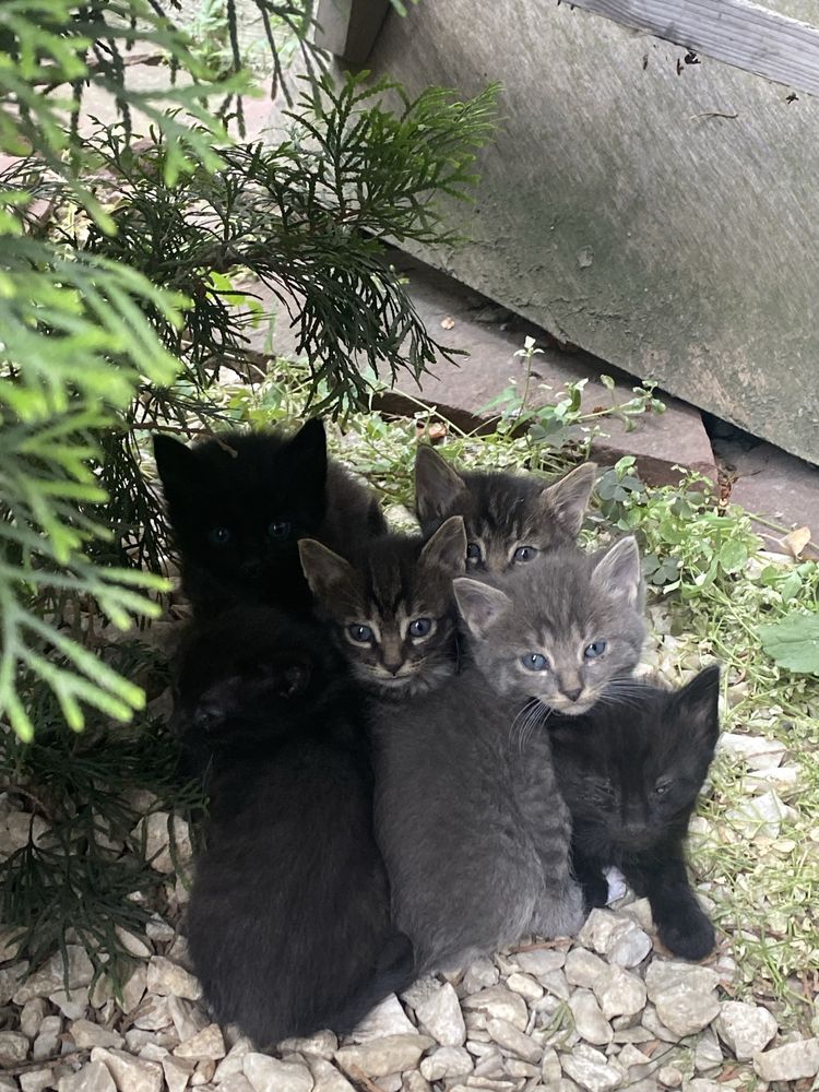 Отдам котят в хорошие руки