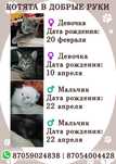 Котята в добрые руки