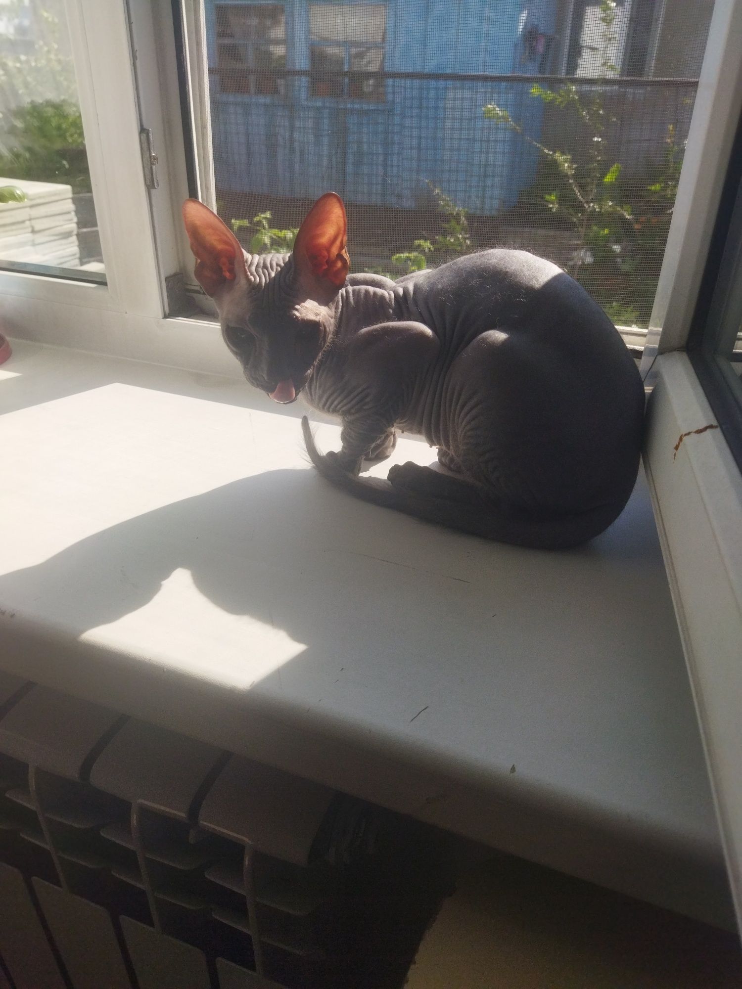 Котик "Сфинкс" мальчик