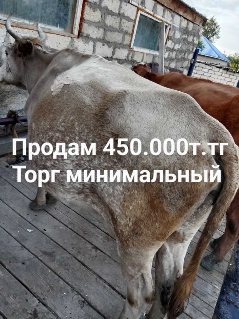 Срочно продам коров
