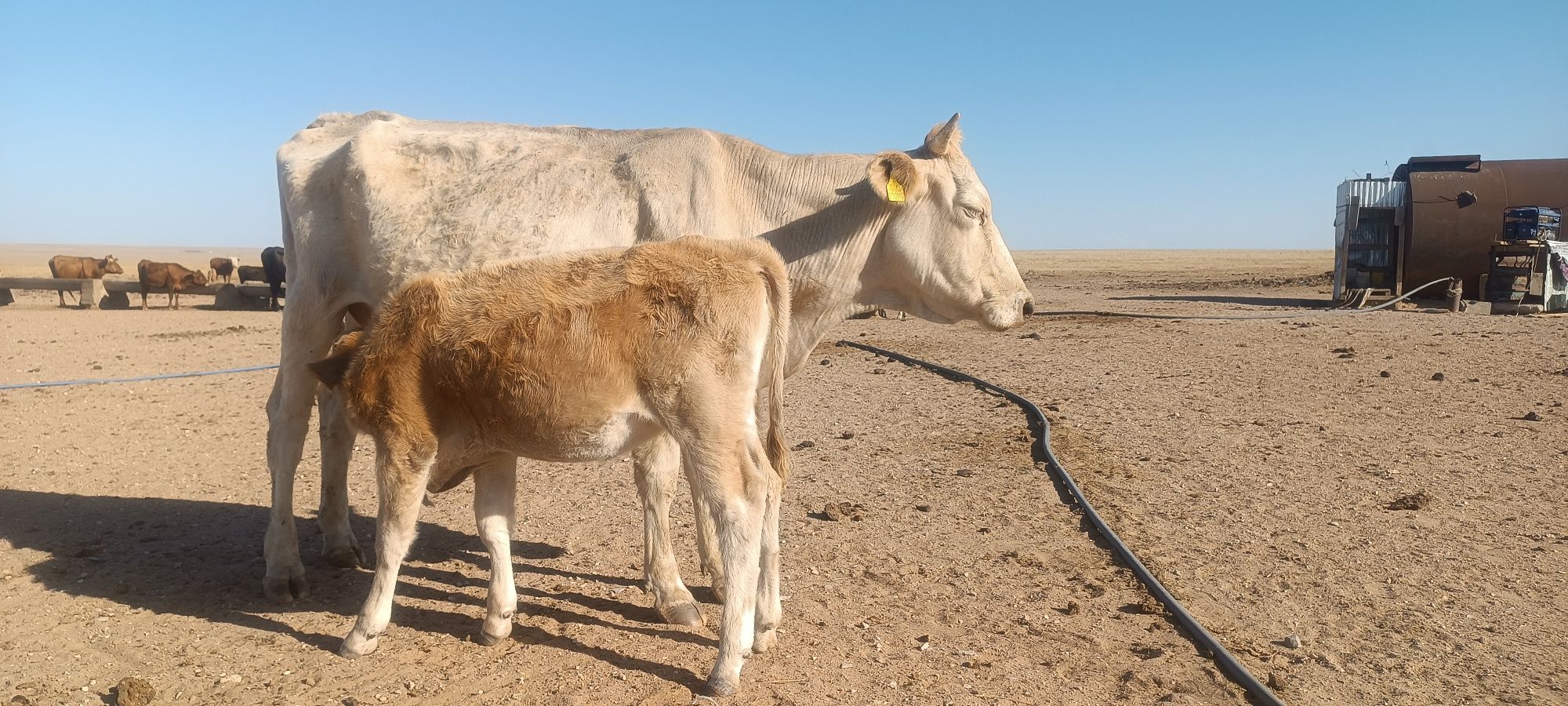 Бузаулы сиыр, 7 бас сиыр