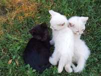 Котят отдам в добрые руки