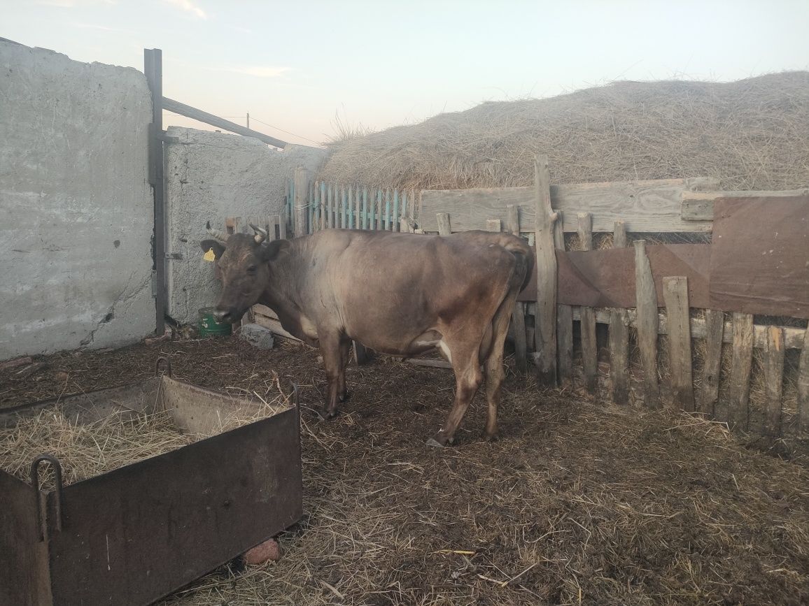Продается корова