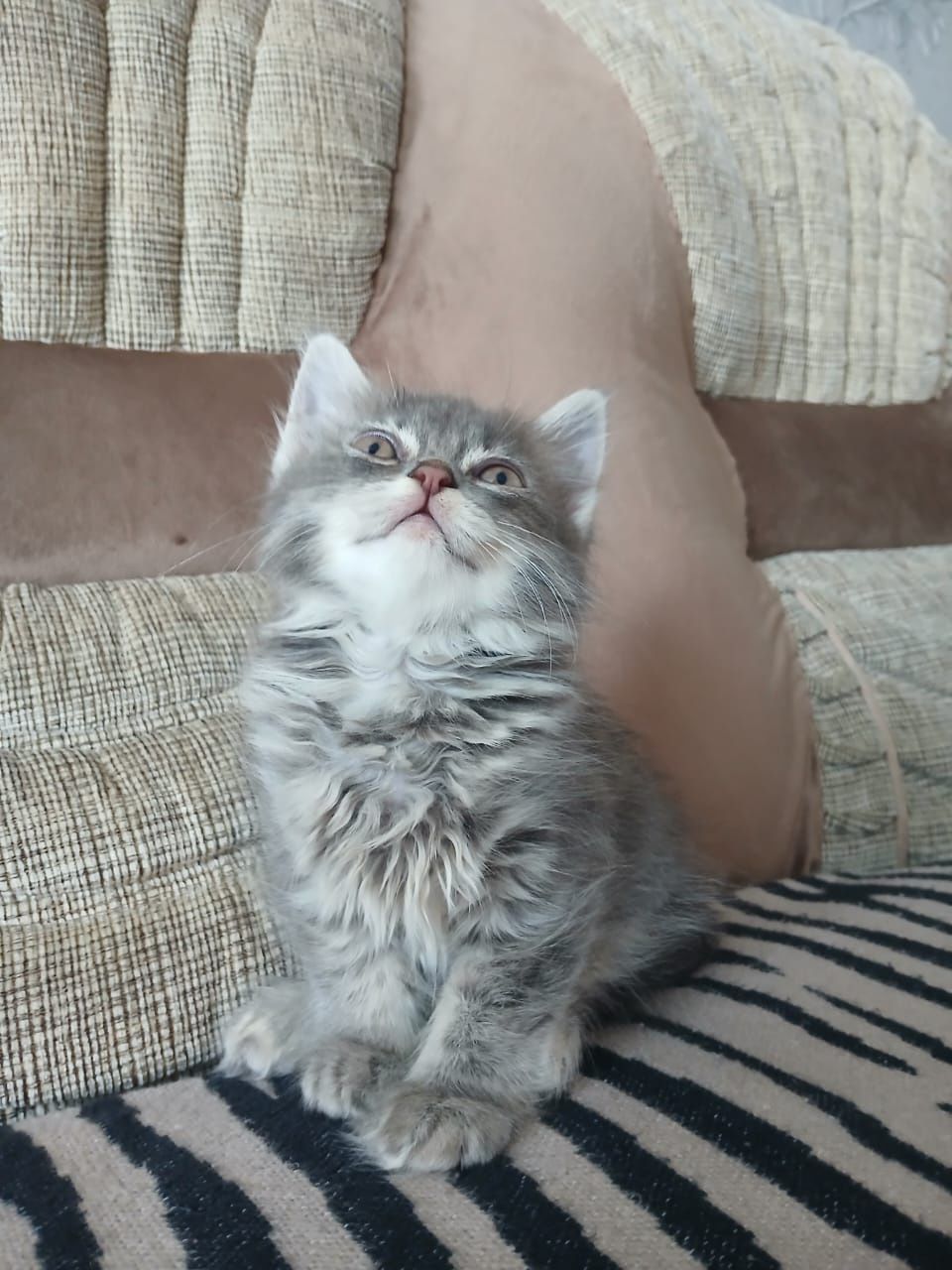 Кошечка 2 месяца