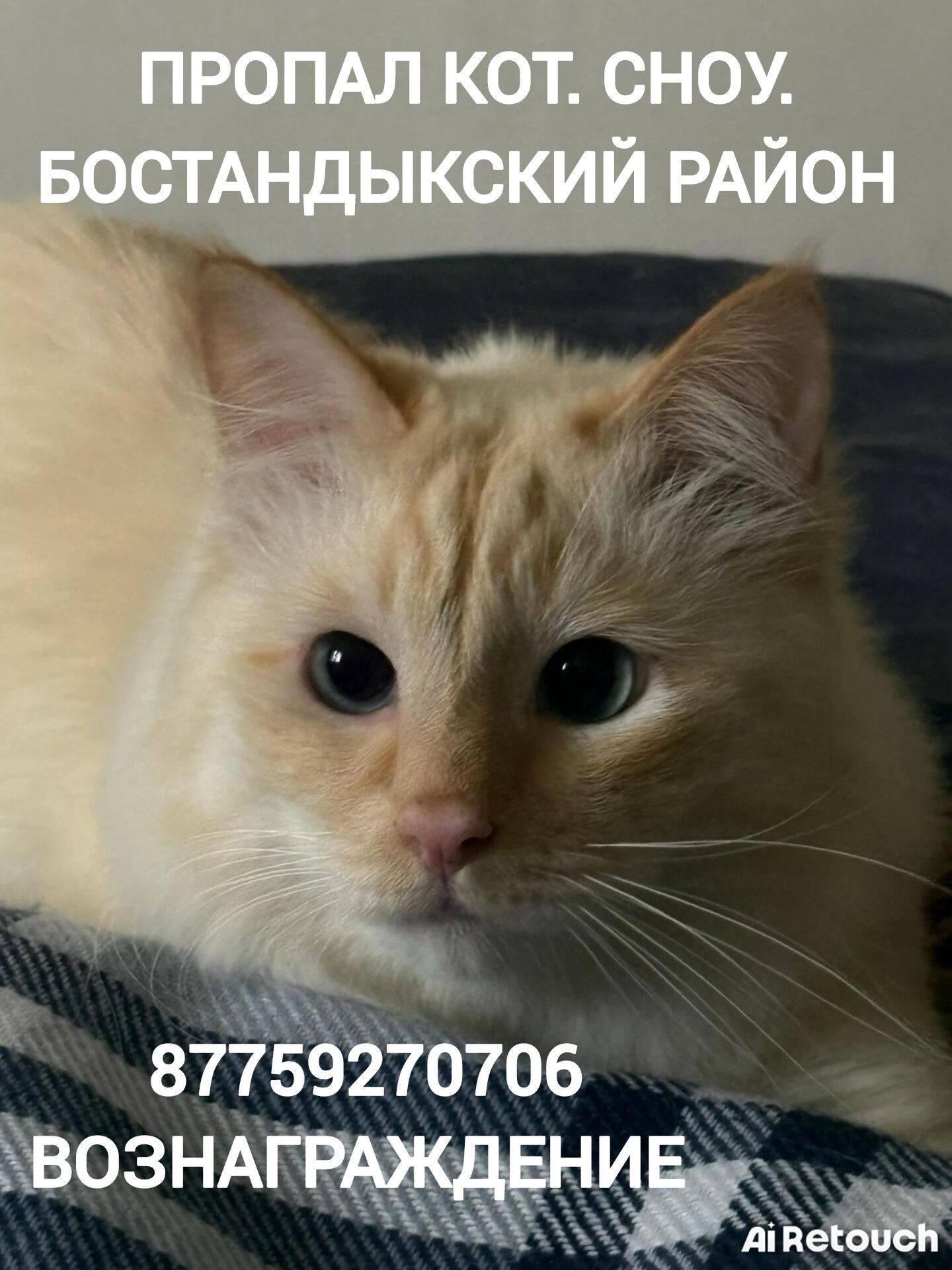Пропал кот домашний