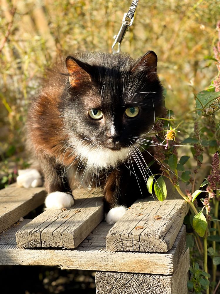 Котик в добрые руки