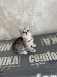 котята шотландцы чистокровные