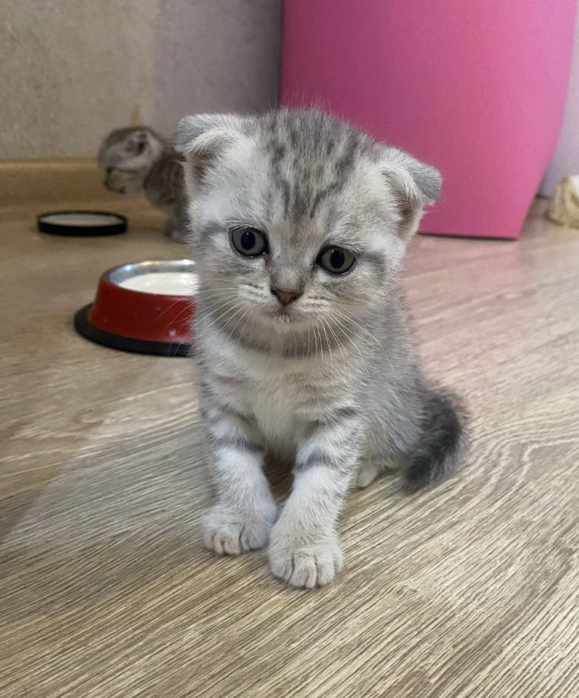 шотландские вислоухие и прямоухме котята