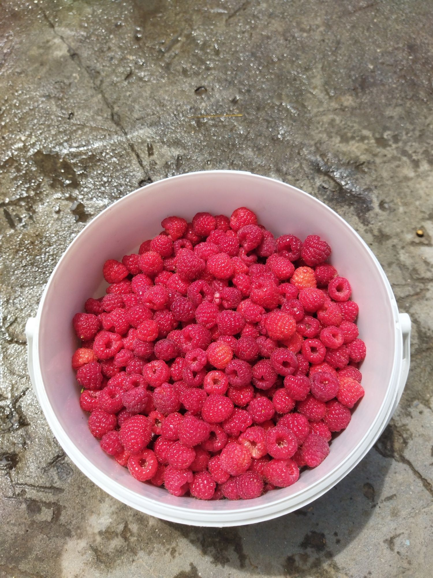 МАЛИНА (сорт Бабье лето)