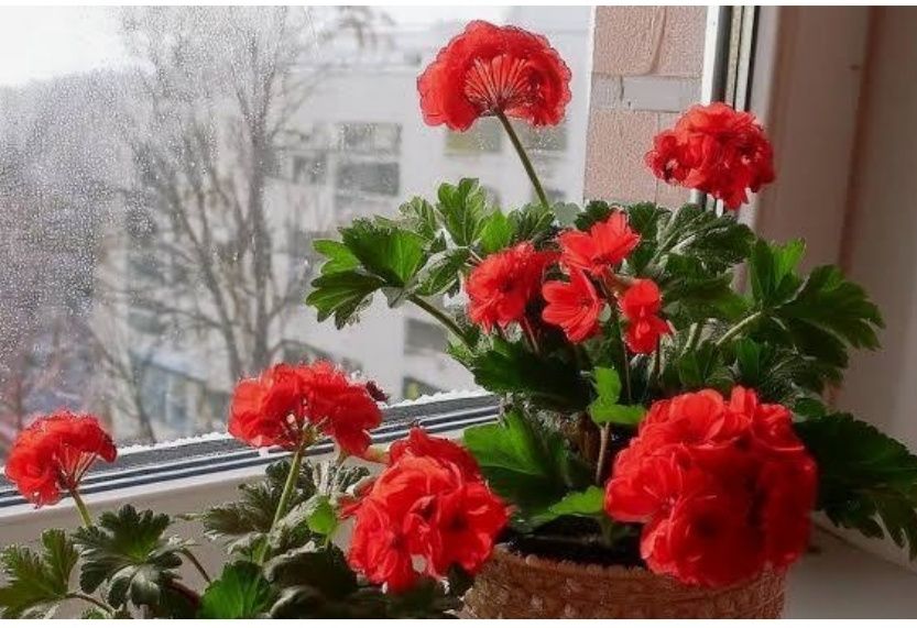 Комнатный цветок герань