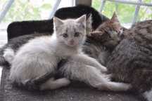 Котята от кошки крысоловки