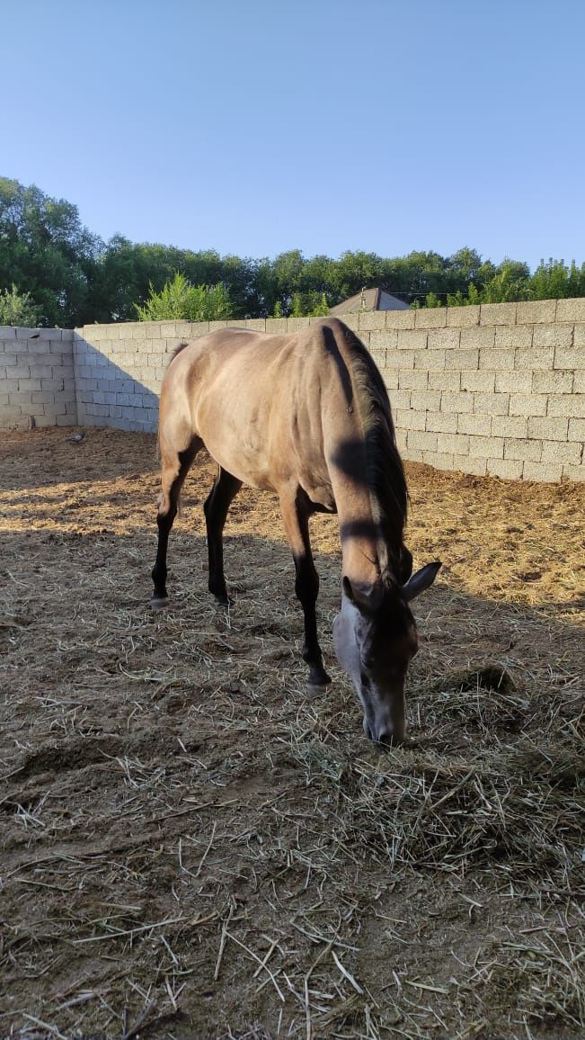 Продам кобылу Таза қан ту бие салылады