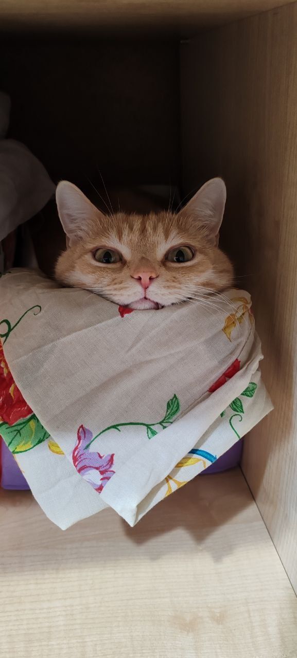 Отдам кота 5 лет