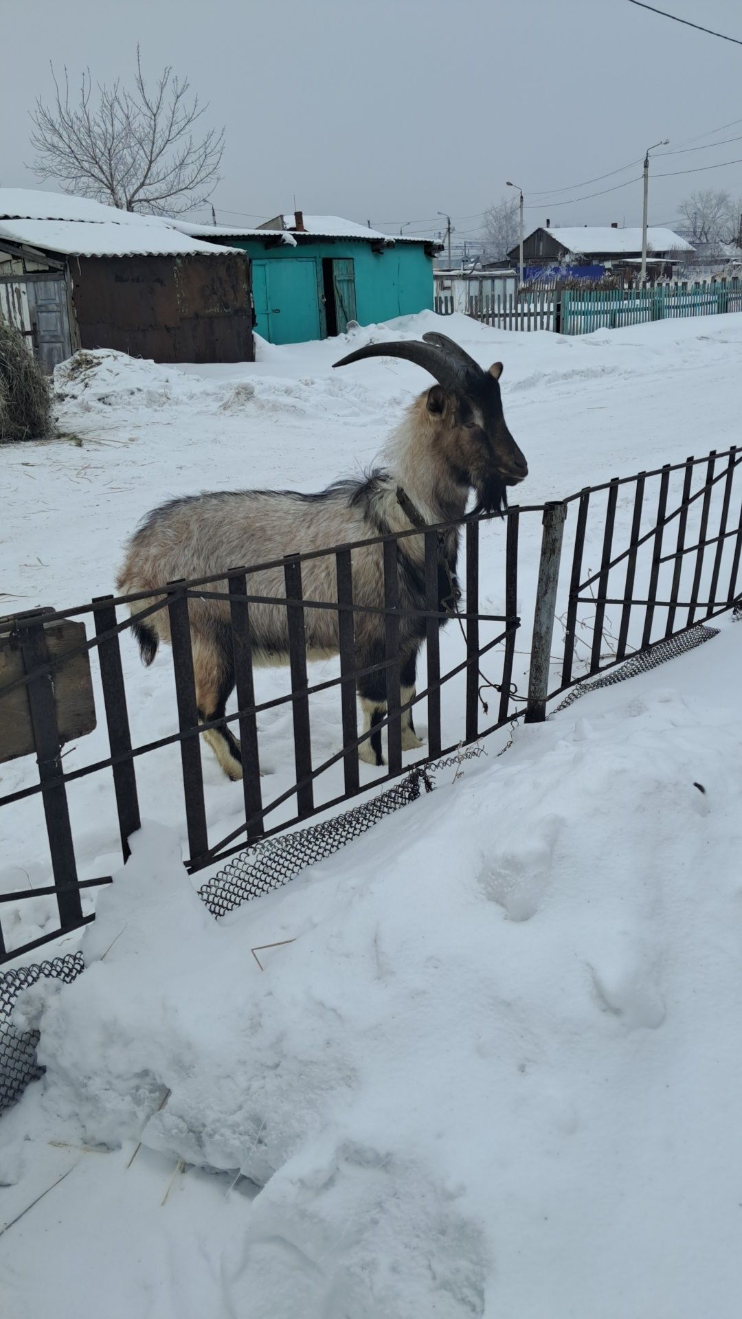Козёл альпиец случка
