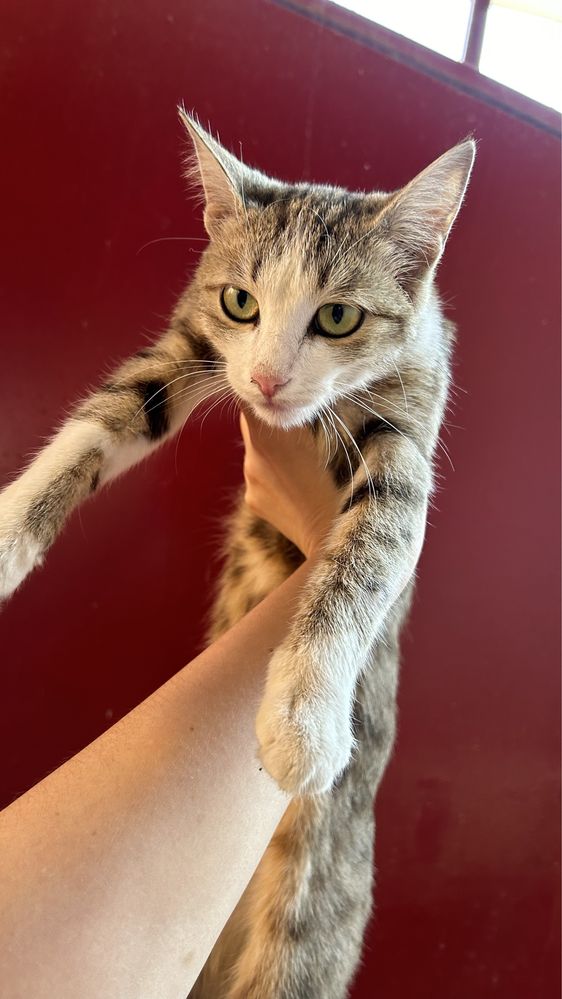 Кот. Котенок. Мысык. Мысық Отдам в хорошие руки