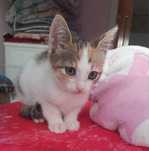 Котенок девочка в добрые руки