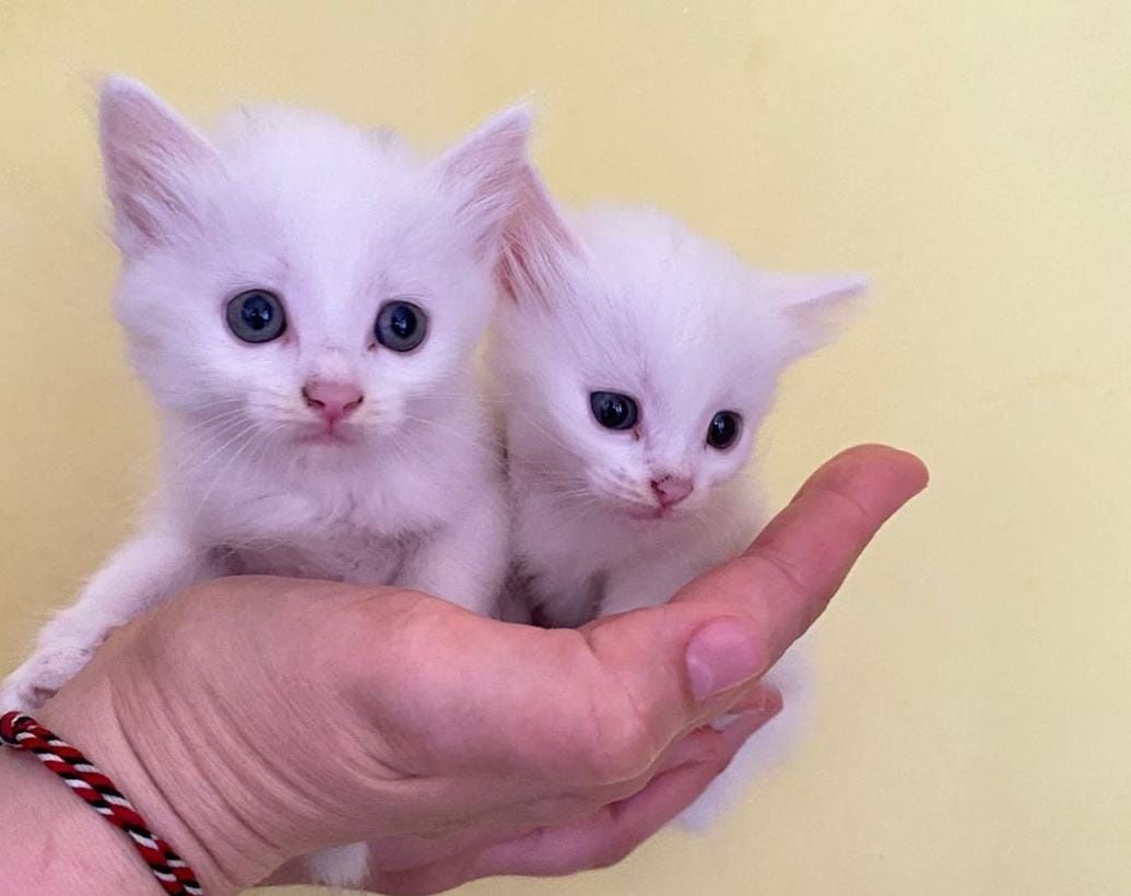Отдам котят в добрые руки