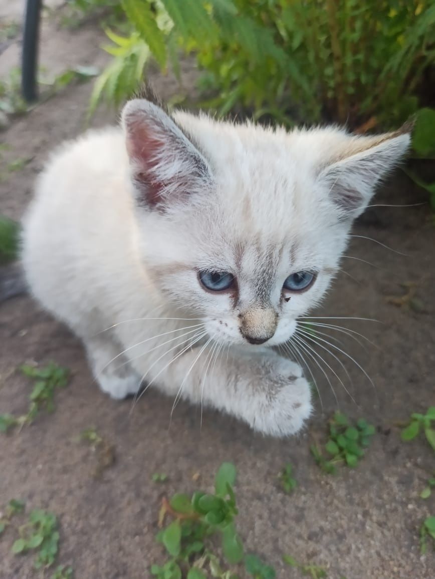 Отдам котят в добрые руки
