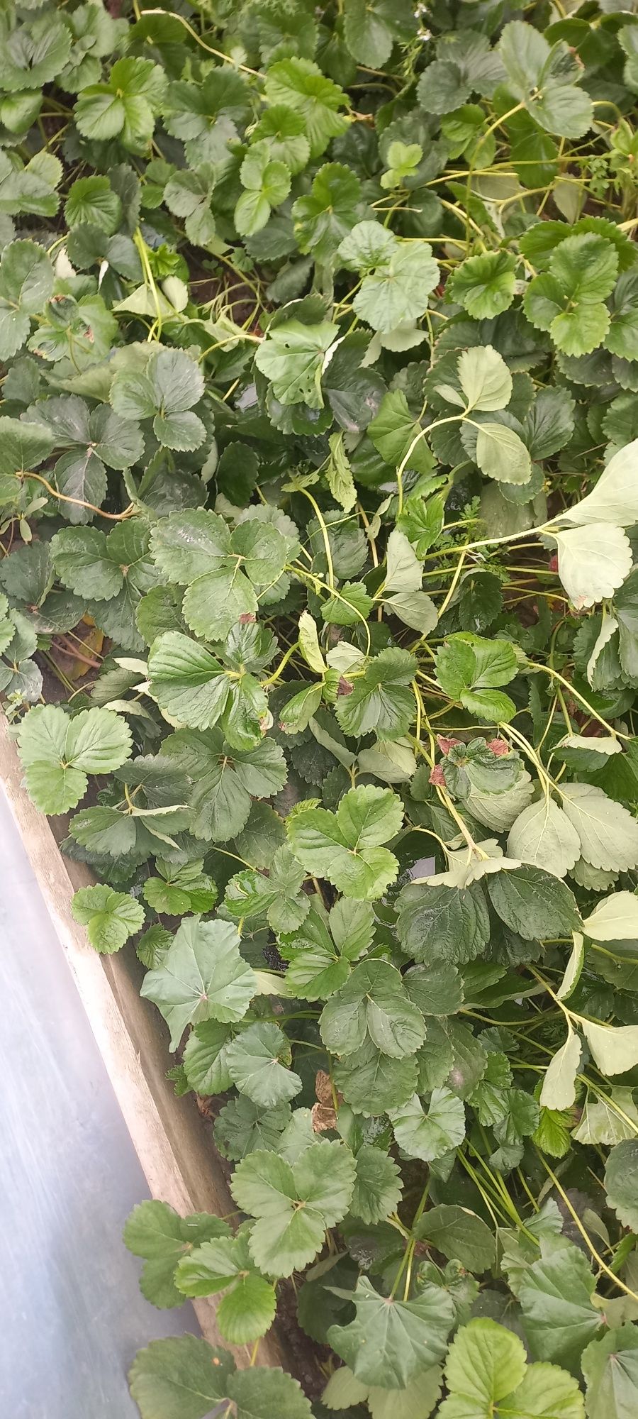 Продам рассаду клубники Альбион