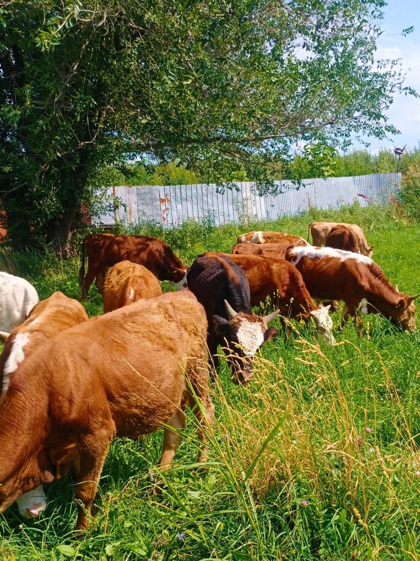 Продам бычков породистый Алатау