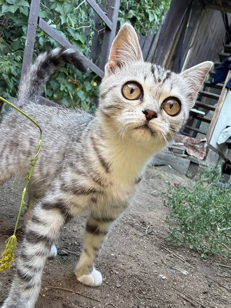 Отдам котят в добрые руки