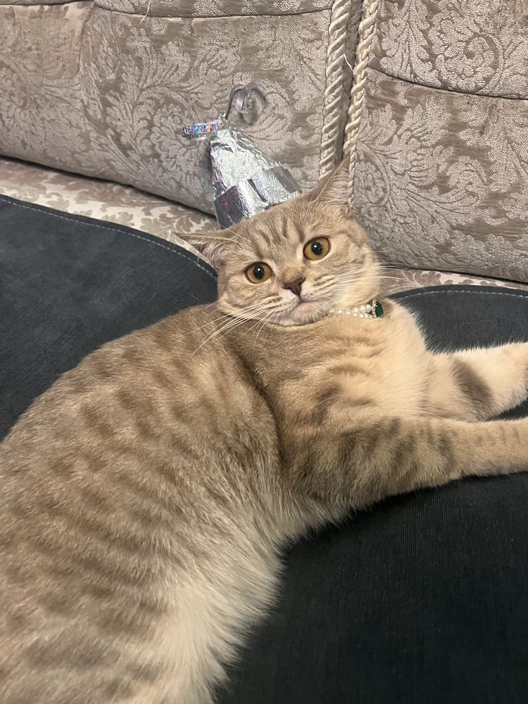 Нужен кот для вязки
