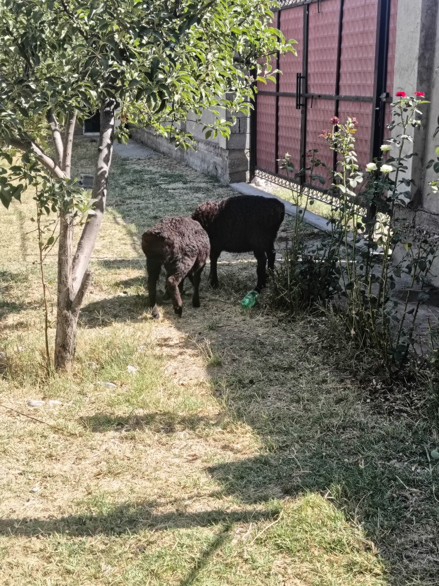 2 шт қозы семіз екеуі егіздер