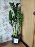 Продам Замиокулькас (долларовое дерево)
