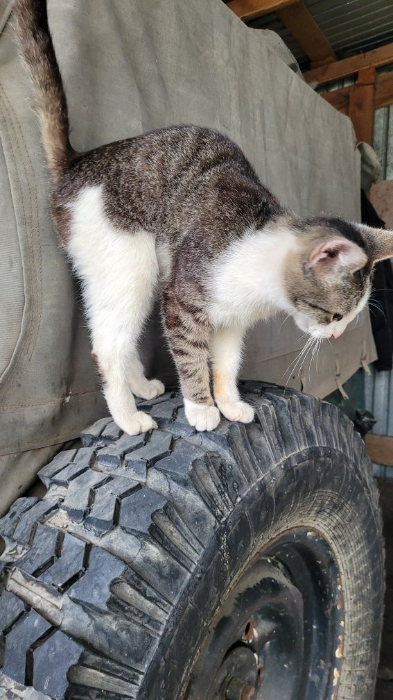 Отдам котёнка в добрые руки