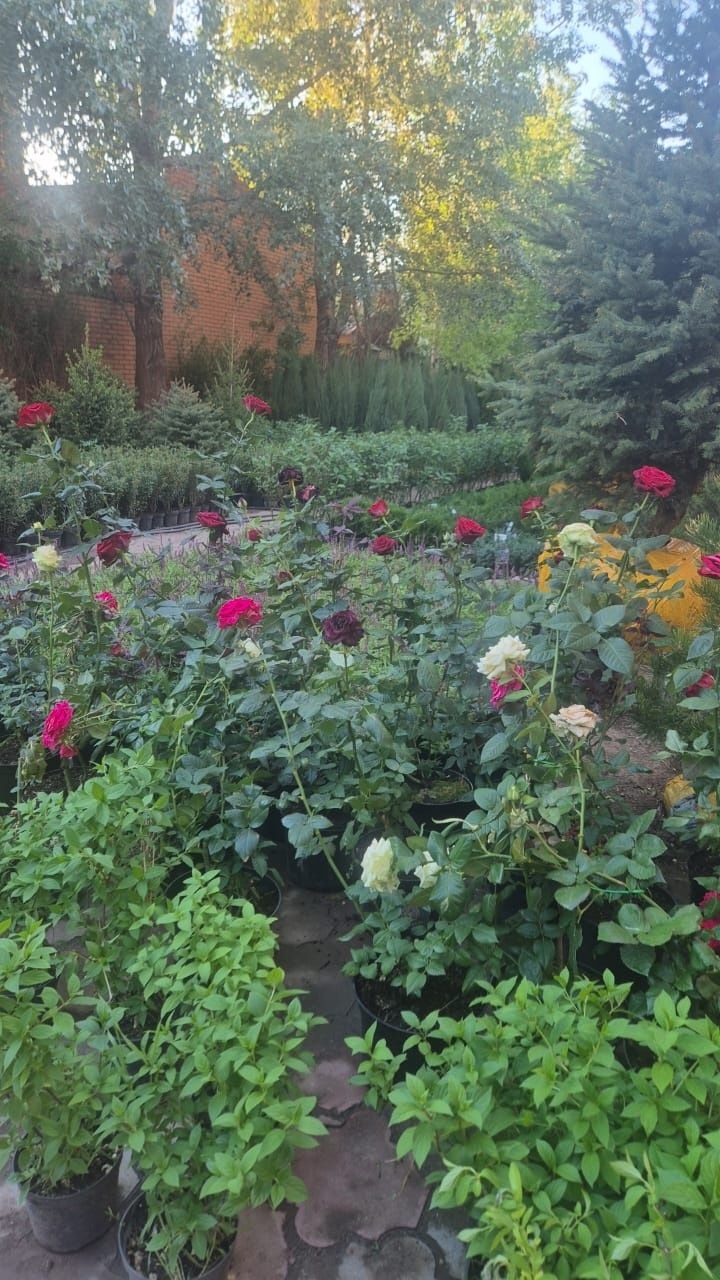 Продам хвойные и плодовые саженцы, кустарники, цветы