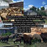 Бараны,Кой сатамыз, Марқа, Тоқты от 50.000
